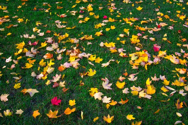绿草上五颜六色的秋叶 — 图库照片