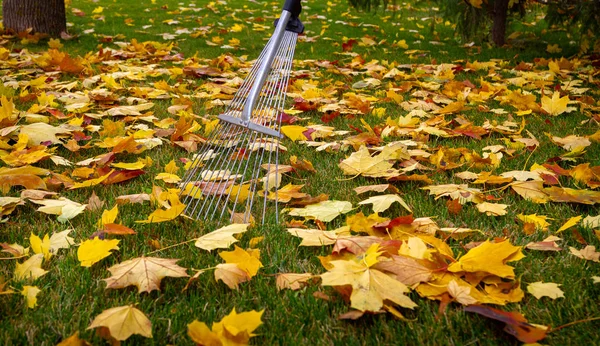 Autumn Fan Грабли Кучу Опавших Листьев Осеннем Парке Закрыть Вид — стоковое фото