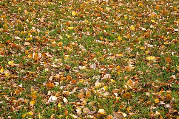秋天的黄叶在阳光下的青草上 — 图库照片