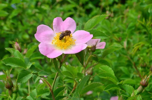 Spring, everything woke up, plants and grass turned green, rose hips bloomed, a bee sat on its flower. — Stock Image Spring Everything Woke Plants Grass Turned Green Rose Hips Bloomed Stock Photo