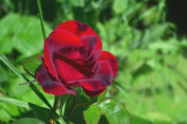 Foto Mostra Uma Rosa Solitária Bonita — Fotografia de Stock