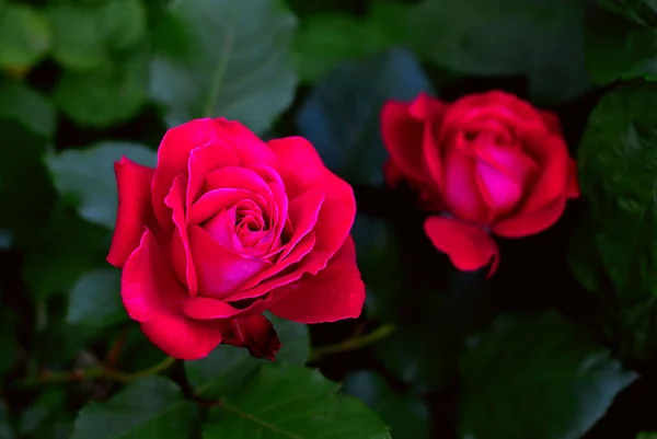 Két Rózsa Virág Háttérben Sötétzöld Levelek Stock Fotó