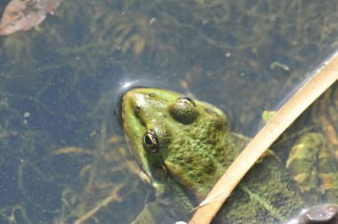 Suda bir kurbağa kafası, yakından çekilmiş..