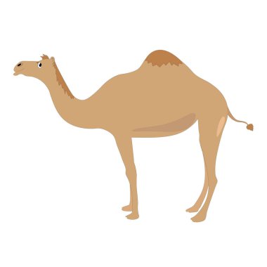 Bir devenin izole ve renkli bir karikatürü - Eps 10 vektör ve illüstrasyon