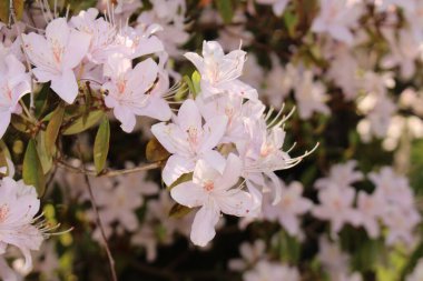 Innsbruck, Avusturya 'da Koreli Wheeldon Pembe çiçekleri. Bilimsel adı Rhododendron Rubiginosum, Çin 'de Myanmar, Sichuan, Xizang ve Yunnan' a özgüdür..