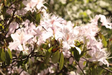 Innsbruck, Avusturya 'da Koreli Wheeldon Pembe çiçekleri. Bilimsel adı Rhododendron Rubiginosum, Çin 'de Myanmar, Sichuan, Xizang ve Yunnan' a özgüdür..