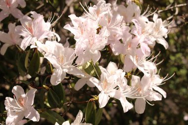 Innsbruck, Avusturya 'da Koreli Wheeldon Pembe çiçekleri. Bilimsel adı Rhododendron Rubiginosum, Çin 'de Myanmar, Sichuan, Xizang ve Yunnan' a özgüdür..