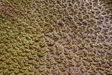 İsviçre 'nin St. Gallen kentinde suyun üzerinde yüzen yeşil 