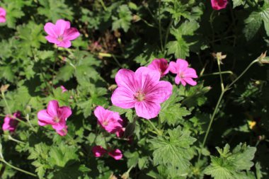 İsviçre 'nin St. Gallen şehrinde, melez Geranium Riversleaianum' Russell Prichard 'çiçeği. Geranium Endressii ve Geranium Traversii 'nin karışımı..