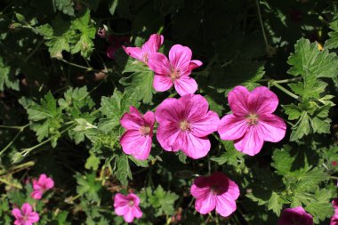 İsviçre 'nin St. Gallen şehrinde, melez Geranium Riversleaianum' Russell Prichard 'çiçeği. Geranium Endressii ve Geranium Traversii 'nin karışımı..