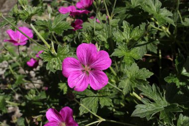 İsviçre 'nin St. Gallen şehrinde, melez Geranium Riversleaianum' Russell Prichard 'çiçeği. Geranium Endressii ve Geranium Traversii 'nin karışımı..