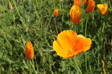 İsviçre 'nin St. Gallen kentinde turuncu 