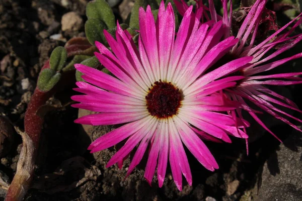 Кольорові Квітки Livingstone Daisy Або Mesemememianthemum Ice Plant Garten Mittagsblume — стокове фото