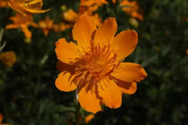 Gelb Orangefarbene Asiatische Globenblume Oder Nur Globenblume Gallen Schweiz Sein — Stockfoto