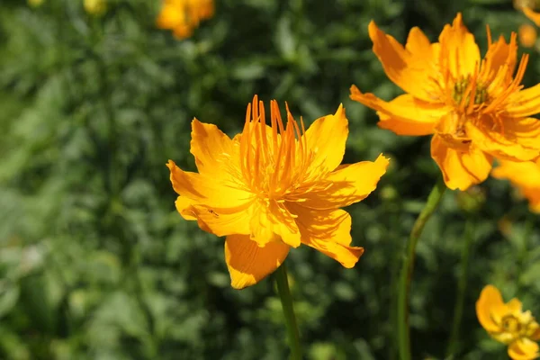 Gelb Orangefarbene Asiatische Globenblume Oder Nur Globenblume Gallen Schweiz Sein — Stockfoto