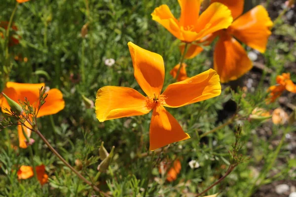 Помаранчева Квітка Californian Poppy Або Golden Poppy California Sunlight Cup — стокове фото