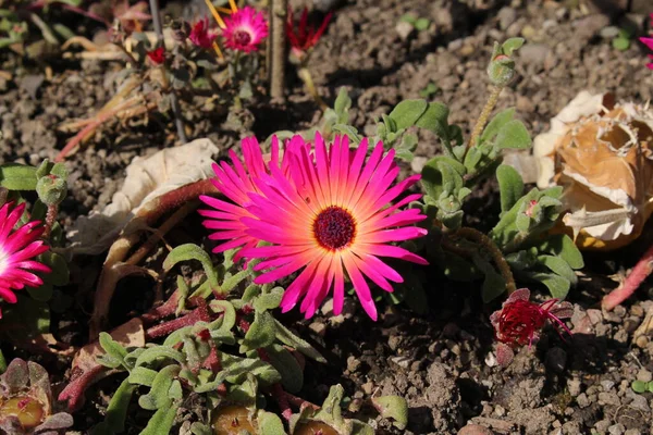 Bunte Livingstone Daisy Blüten Oder Mesembryanthemum Eispflanze Garten Mittagsblume Gallen — Stockfoto