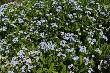 İsviçre 'nin St. Gallen kentinde açık mavi 