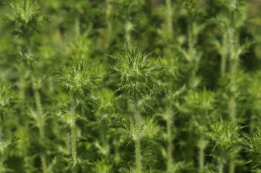 St. Gallen, İsviçre 'deki Thorny 