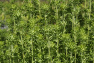 St. Gallen, İsviçre 'deki Thorny 