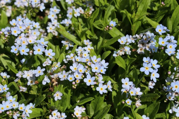 Ljusblå Glöm Mig Inte Blommor Eller Bodensee Vergissmeinnicht Gallen Schweiz — Stockfoto