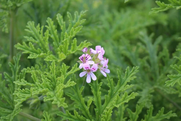 Blüten Der Süß Duftenden Geranium Oder Rose Geranium Wilder Malva — Stockfoto