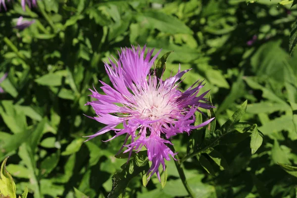 Rosa Bachelor Button Blomma Eller Silber Flockenblume Star Thristle Gallen — Stockfoto