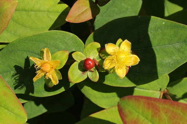 Желтый Цветок Sweet Amber Ягоды Тутси Shrubby Латинское Название Hypericum — стоковое фото