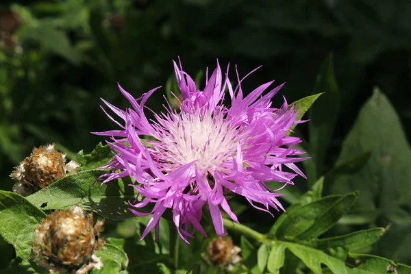 Pink Bachelor Button Flower Silber Flockenblume Star Thristle Gallen Switzerland — Stock Photo, Image
