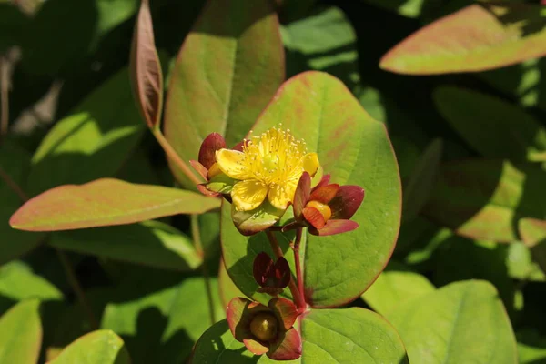 Amarelo Sweet Amber Flor Bagas Tutsan Shrubby Johnswort Gallen Suíça — Fotografia de Stock