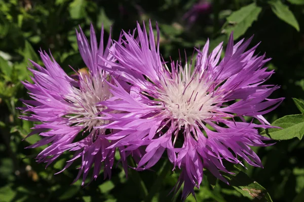 Rosa Bachelor Button Blomma Eller Silber Flockenblume Star Thristle Gallen — Stockfoto