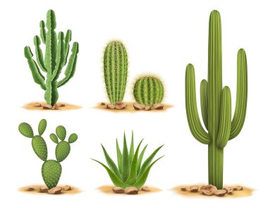 Cactus plants set of desert among sand and rocks. Realistic vector illustration isolated on white background clipart