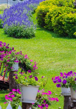 Çiçekler ve çiçek saksısı süslemesi yaz mevsiminde güzel ev çiçekleri bahçesinde.