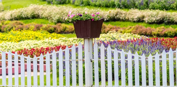 Blommor Och Blomkruka Dekoration Skönhet Mysig Hem Blomma Trädgård Sommaren — Stockfoto