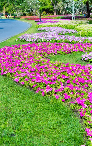 Яркие Цветы Украшения Растений Уютном Домашнем Цветочном Саду Летом — стоковое фото