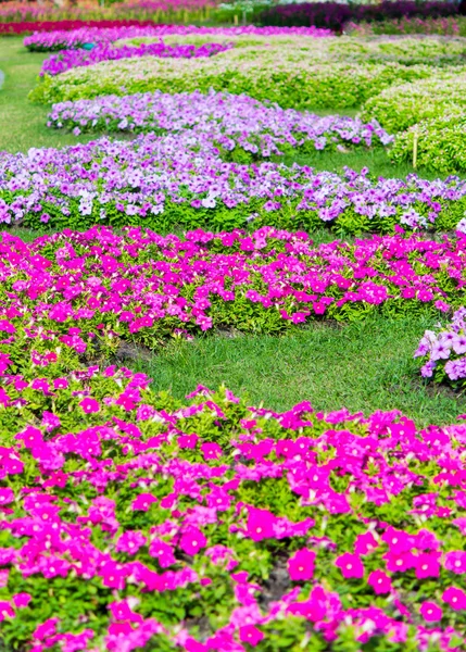 Lebendige Blumen Und Pflanzendekoration Gemütlichen Heimischen Blumengarten Sommer — Stockfoto