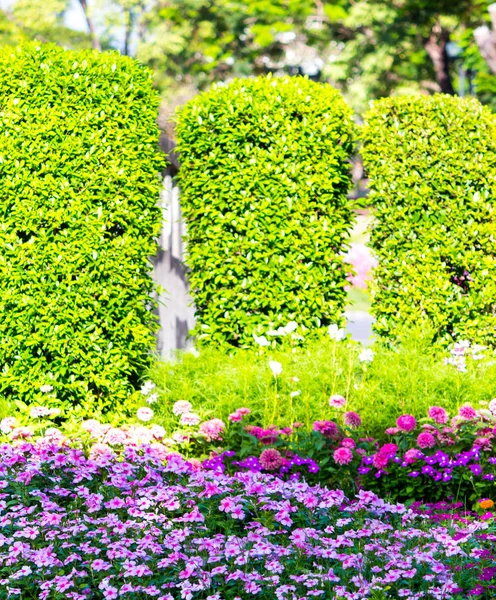 Lebendige Blumen Und Pflanzendekoration Gemütlichen Heimischen Blumengarten Sommer — Stockfoto