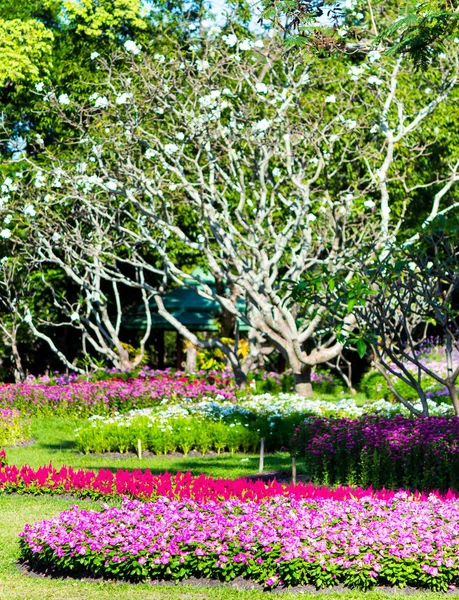 Flor Vívida Decoração Plantas Jardim Flores Acolhedor Casa Verão — Fotografia de Stock