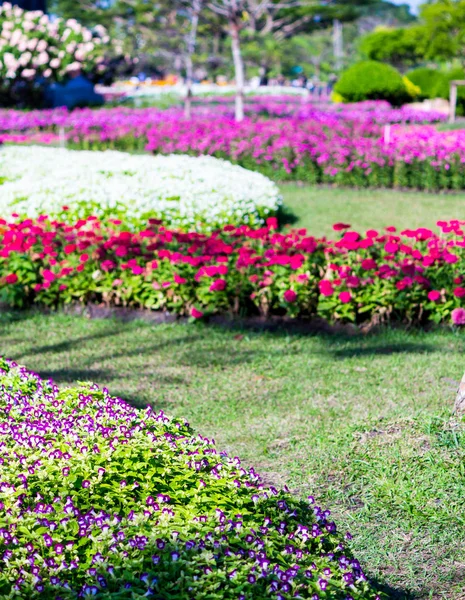 Flor Viva Decoración Plantas Acogedor Jardín Flores Caseras Verano — Foto de Stock