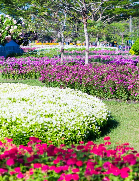 Lebendige Blumen Und Pflanzendekoration Gemütlichen Heimischen Blumengarten Sommer — Stockfoto