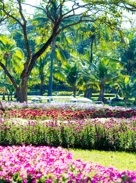 Flor Vívida Decoração Plantas Jardim Flores Acolhedor Casa Verão — Fotografia de Stock