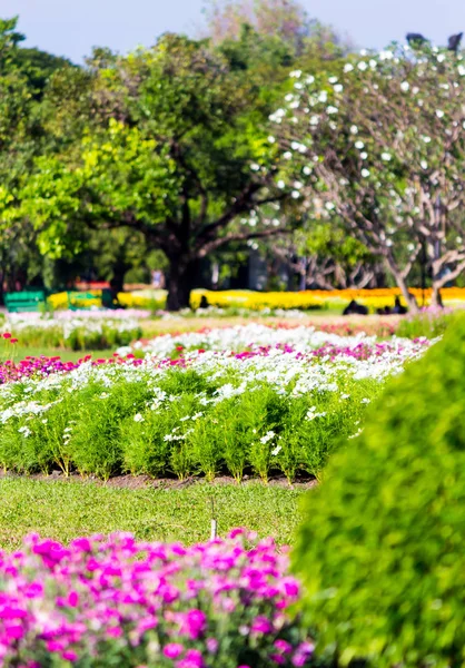 Lebendige Blumen Und Pflanzendekoration Gemütlichen Heimischen Blumengarten Sommer — Stockfoto