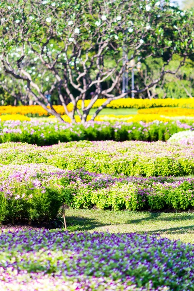 Lebendige Blumen Und Pflanzendekoration Gemütlichen Heimischen Blumengarten Sommer — Stockfoto