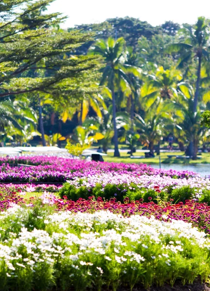 Lebendige Blumen Und Pflanzendekoration Gemütlichen Heimischen Blumengarten Sommer — Stockfoto