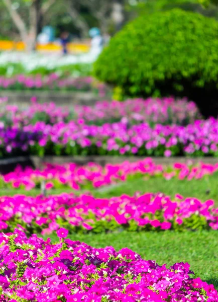 Fleurs Vives Décoration Végétale Dans Jardin Fleuri Confortable Été Photos De Stock Libres De Droits