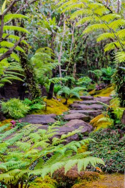 Taş adımları ve yeşil Japon rahat ev çiçek bahçe dekorasyon yağmur sonra yosun.