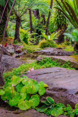 Taş adımları ve yeşil Japon rahat ev çiçek bahçe dekorasyon yağmur sonra yosun.