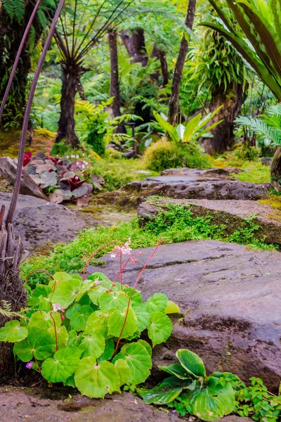 Passos Pedra Decoração Musgo Verde Jardim Flores Casa Aconchegante Japonês — Fotografia de Stock