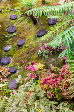 Taş adımları ve yeşil Japon rahat ev çiçek bahçe dekorasyon yağmur sonra yosun.