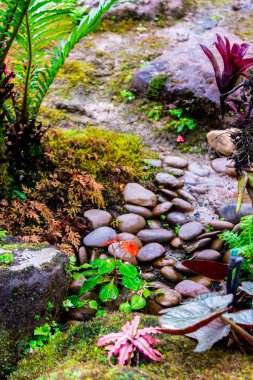 Taş adımları ve yeşil Japon rahat ev çiçek bahçe dekorasyon yağmur sonra yosun.